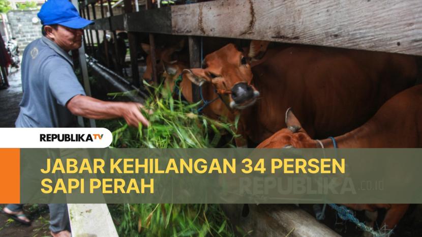 Penyakit Mulut dan Kuku (PMK) di 2022 menyebabkan populasi sapi perah di Jawa Barat (Jabar) mengalami penurunan. 