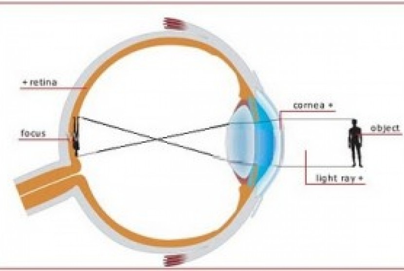 Focus topic. Линзы физика. Сиба ВИЗИОН оптика Себастьян. Human Eye physics. Optics physics.