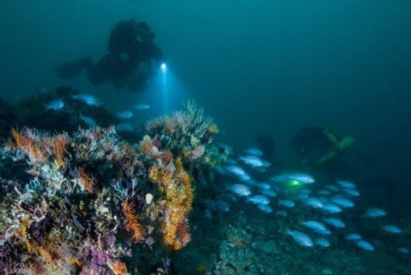 Penyelam di dekat dekat tiang-tiang batu yang kini dinamai Drowned Apostles, sedalam 50 meter di bawah permukaan laut.