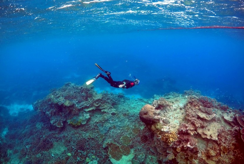 Penyelam di Great Brrier Reef, Australia.