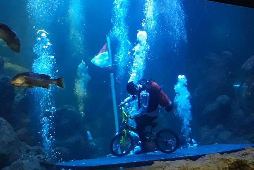 Penyelam melakukan atraksi gaya bebas dengan sepeda BMX di akuarium utama Seaworld Ancol, Jakarta. 