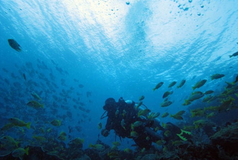 Penyelam mengamati berbagai ikan di kawasan Waiwo, Raja Ampat, Papua Barat, Jumat (1/6). Dengan terumbu karang terlengkap di dunia, pesona bawah laut Raja Ampat merupakan daya tarik utama wisatawan dalam dan luar negeri. Dari 537 jenis karang dunia, 75 per