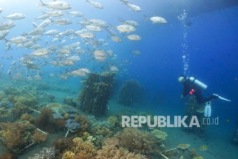Penyelam mengamati terumbu karang dan ikan di Pantai Bangsring, Banyuwangi, Jawa Timur, Rabu (9/3/2022). 