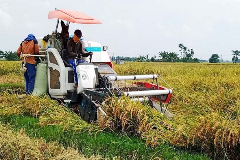 Penyuluh Kabupaten Sanggau di Provinsi Kalimantan Barat mendampingi petani mengembangkan penangkaran benih padi varietas Inpari 32 seluas 25 hektar dari potensi lahan 113 hektar di Kecamatan Kembayan. 