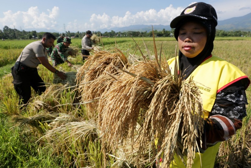 Penyuluh pertanian memperlihatkan padi unggulan hasil panen dari bibit inpari 30 di sawah Indrapuri, Aceh Besar, Aceh, Sabtu (30/3/2019). 
