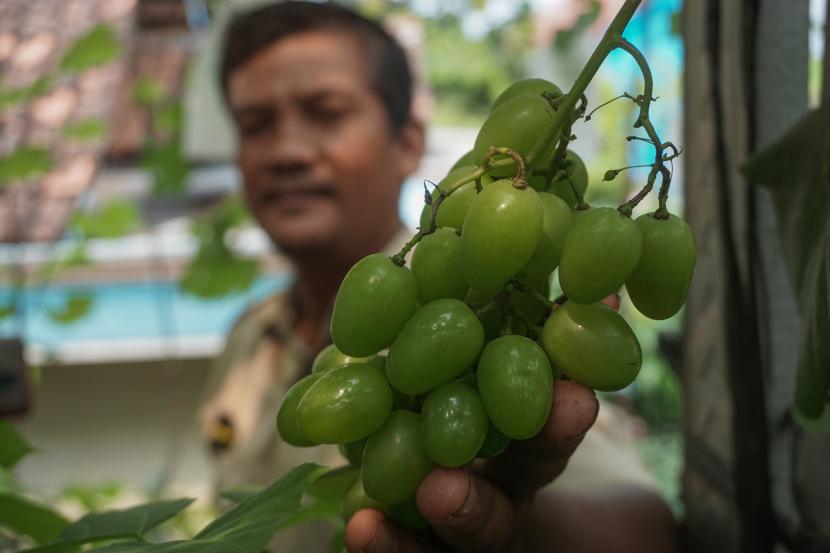 Penyuluh pertanian, Tri Makno, menunjukkan buah anggur siap panen di Sekolah Anggur, Subah, Kabupaten Batang, Jawa Tengah, Senin, (20/6/2022). Penyuluh itu mengimbau kepada pegiat tanaman anggur untuk menerapkan tanam anggur dengan cara teknik potes pucuk yang lebih menekankan orientasi hasil buah lebih banyak daripada non potes pucuk.