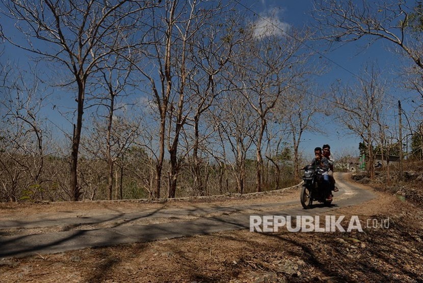 Pepohonan meranggas imbas dari kemarau panjang di Panggang, Gunungkidul, Yogyakarta.