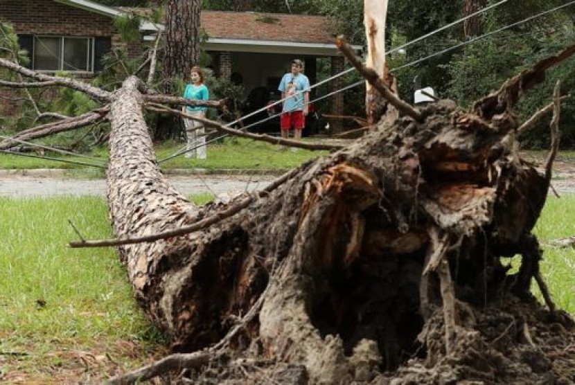 Pepohonan yang tumbang memutuskan aliran listrik di sejumlah wilayah akibat badai yang melanda Florida