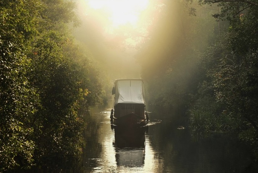 Perahu kelotok yang membawa wisatawan melintasi Sungai Sekonyer di Taman Nasional Tanjung Puting di pagi hari