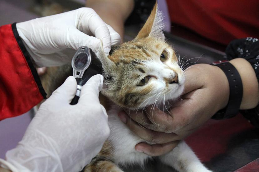 Perawat memeriksa kesehatan kucing piaraan yang akan dititipkan (ilustrasi).