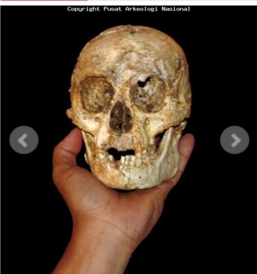 Perbandingan tengkorak Homo floresiensis dengan telapak tangan manusia modern.
