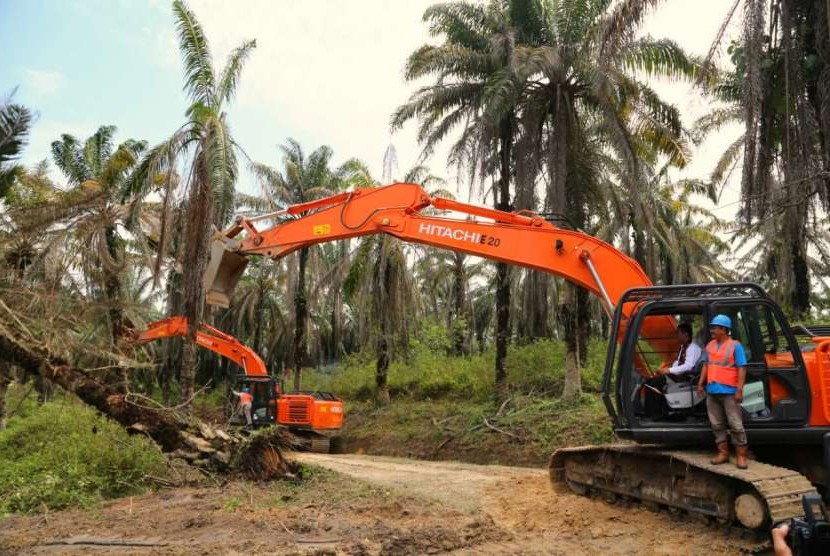 Peremajaan Kelapa Sawit  (ilustrasi). Kementerian Pertanian Direktorat Perkebunan kembali menggelontorkan program peremajaan sawit seluas 3.500 hektare di Kalimantan Selatann untuk pelaksanaan program 2021.