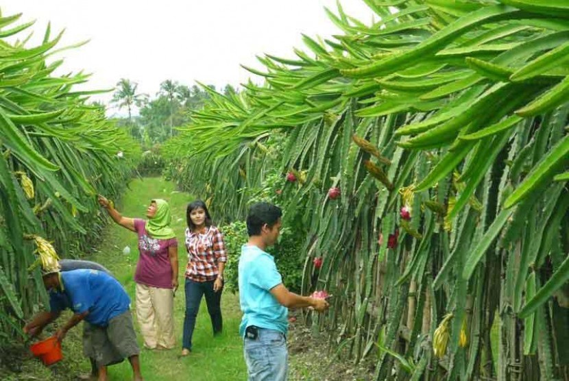 Perkebunan buah naga.