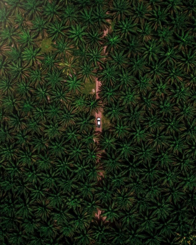 Perkebunan di Indonesia.