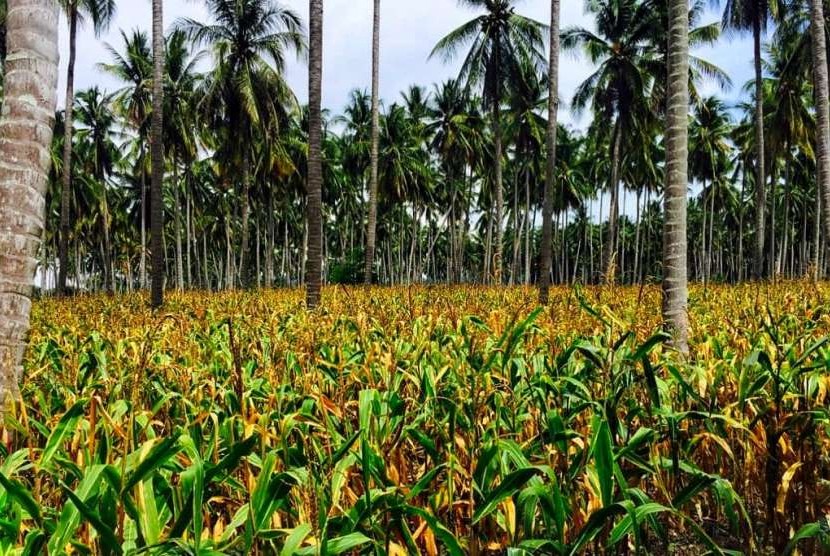 Perkebunan jagung di Sulawesi Tengan