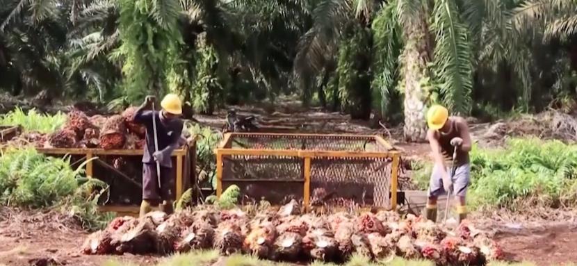 Perkebunan Kelapa Sawit di Indonesia