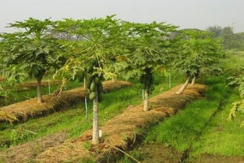 Perkebunan organik yang dikembangkan di Malaysia