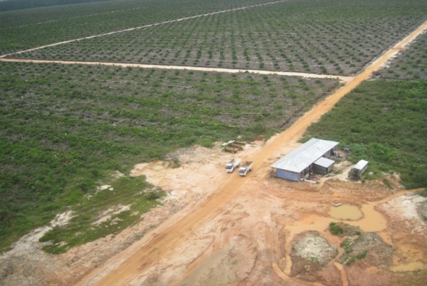 Palm oil plantation in Kapuas Hulu, West Kalimantan.