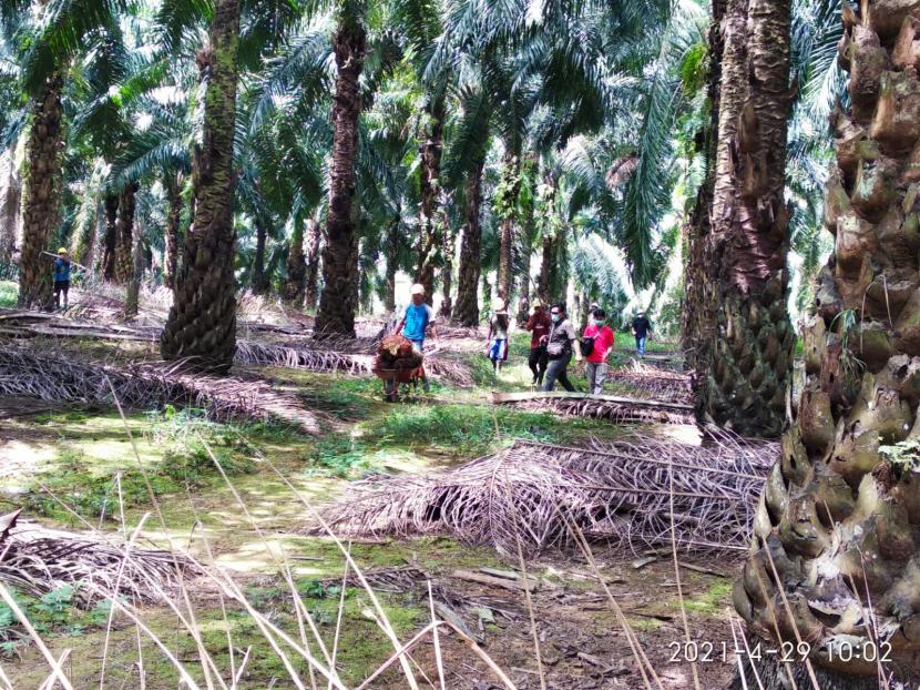 Perkebunan sawit. (ilustrasi). Sebanyak 40 petani di Mukomuko sempat ditangkap terkait dengan pemanfaatan lahan 