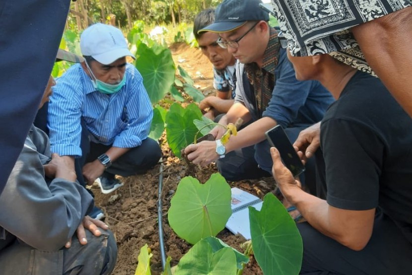 Perkebunan talas di Sulsel.