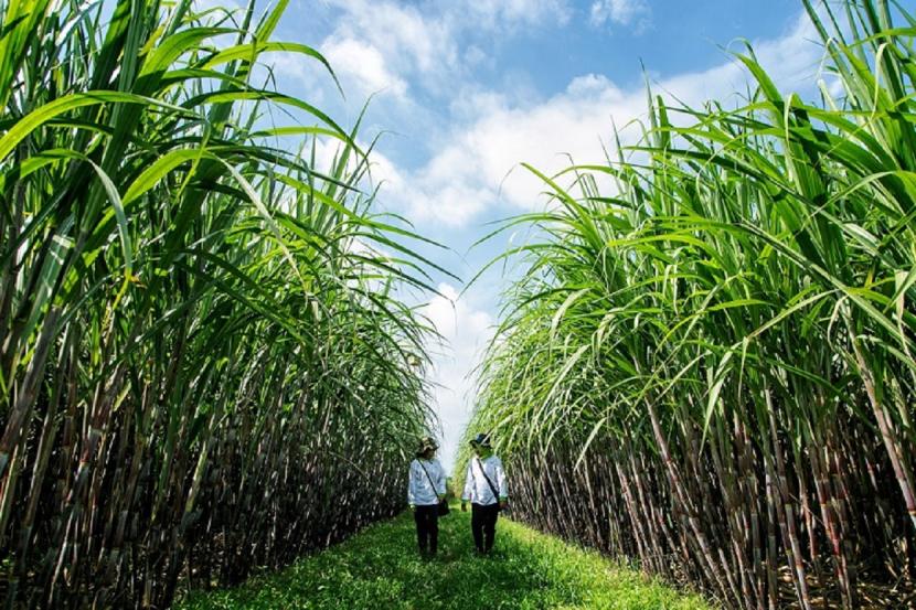 Perkebunan tebu milik Holding Perkebunan Nusantara. Pemerintah melalui Rencana Pembangunan Jangka Menengah Nasional (RPJMN) 2020–2024 menargetkan swasembada gula konsumsi di tahun 2025. (ilustrasi)
