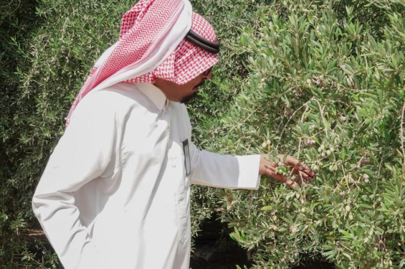 Jouf, Kota Penghasil Minyak Zaitun Arab Saudi. Perkebunan zaitun di Jouf, Arab Saudi.