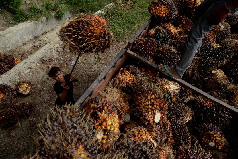 Perkeja mengangkat kelapa sawit ke atas truk di perkebunan kelapa sawit, Kecamatan Tikke Raya, Kabupaten Mamuju Utara, Sulawesi Barat, Kamis (10/2). 