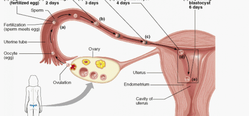 Perkembangan zigot dalam rahim (ilustrasi).
