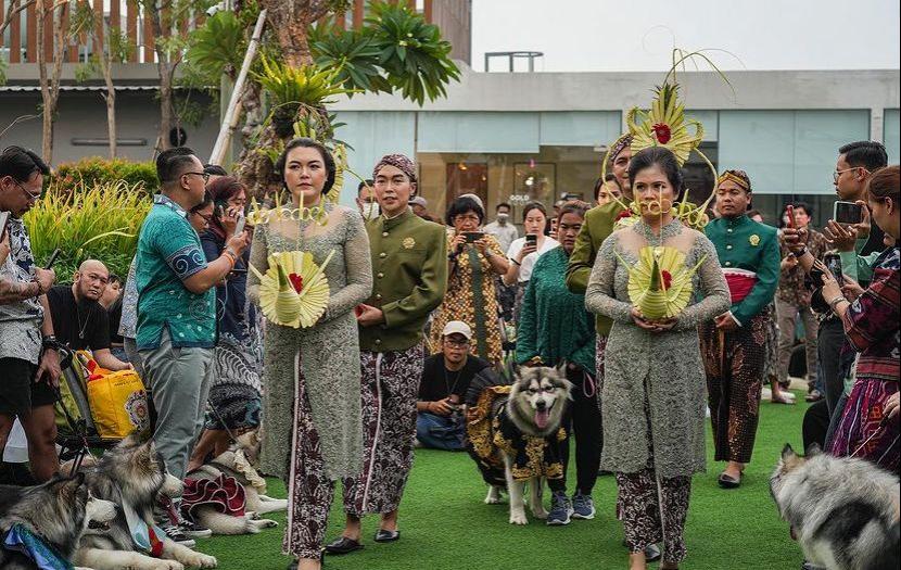 Pernikahan anjing Jojo dan Luna di Pantai Indah Kapuk, Jakarta Utara. Wakil Ketua DPRD DIY sebut pernikahan anjing sangat melecehkan budaya Jawa.
