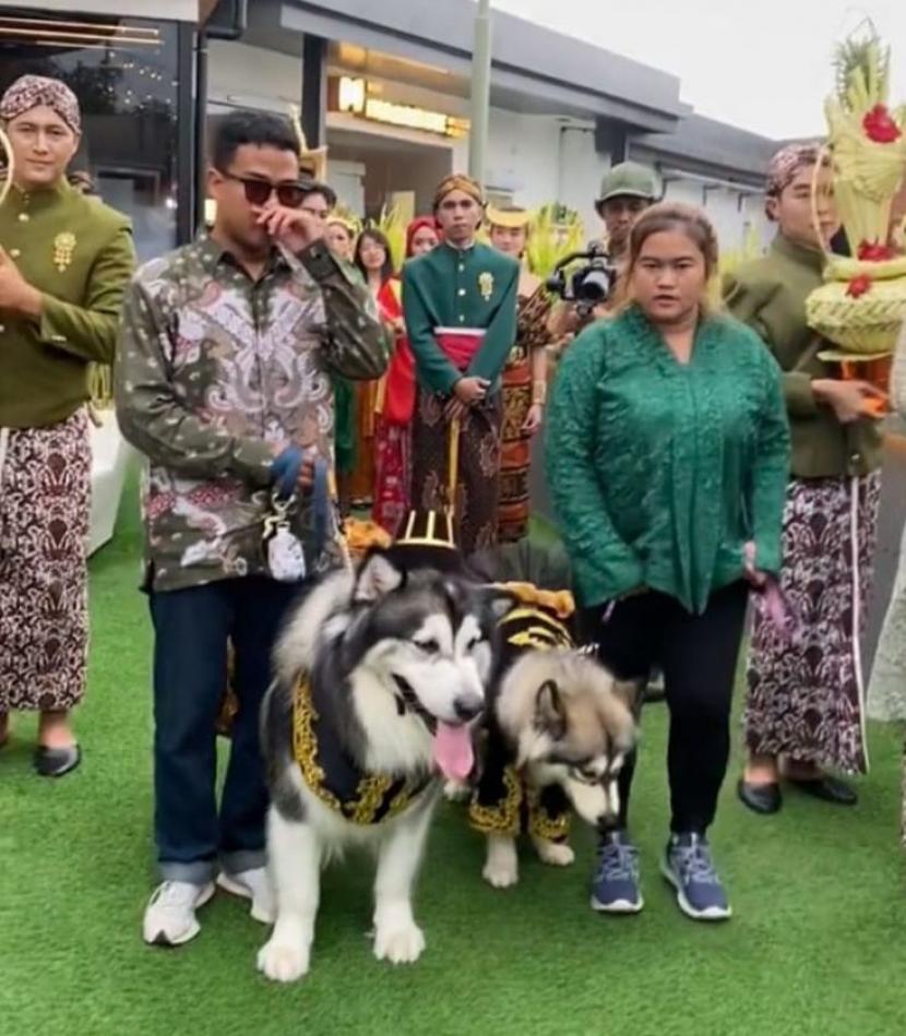 Pernikahan anjing Jojo dan Luna menggunakan adat Jawa menelan dana Rp 200 juta.