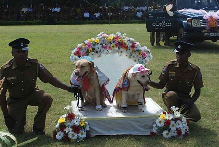 Pernikahan anjing pelacak di Sri Langka dikecam karena dianggap melecehkan agama Budha