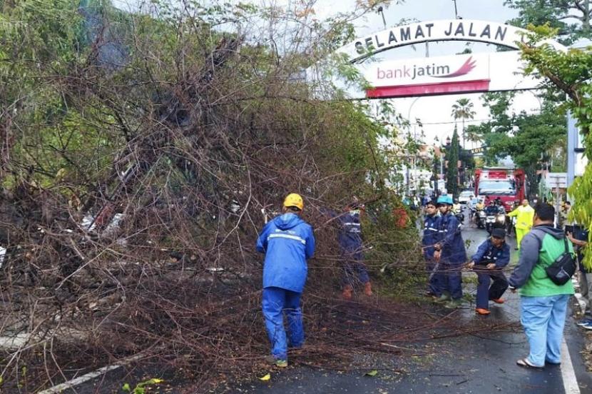 Personel BPBD Kota Batu pada saat membersihkan material pohon tumbang akibat hujan disertai angin kencang di wilayah perbatasan antara Kota Batu dengan Kabupaten Malang, Jawa Timur, Kamis (9/11/2023). 