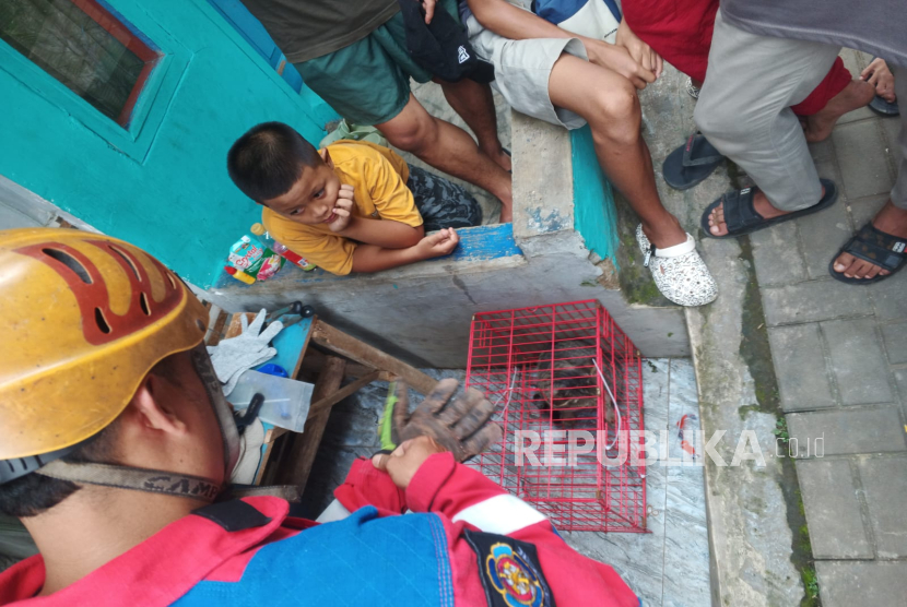 Personel Damkar Kota Cimahi Mengevakuasi Kucing Liar yang Meresahkan Warga Kelurahan Padasuka, Kecamatan Cimahi Tengah, Kota Cimahi.