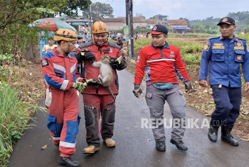 Personel Damkar Kota Cimahi Mengevakuasi Monyet Ekor Panjang yang Meresahkan Warga Kampung Lebak Saat, RT 01/18, Kelurahan Leuwigajah, Kecamatan Cimahi Utara.