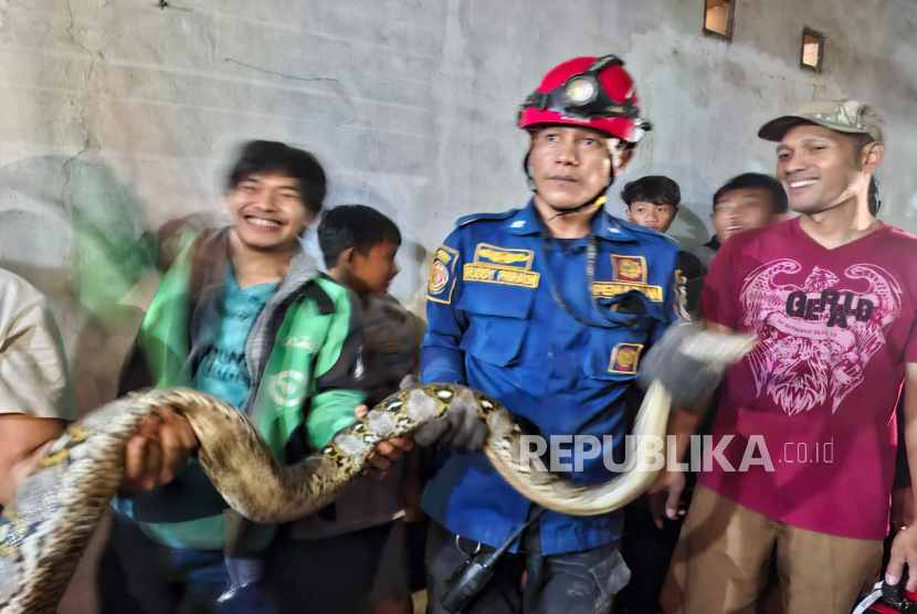 Personel Damkar Kota Cimahi Mengevakuasi Ular Besar dari Rumah Warga di Kelurahan Cibeber, Kecamatan Cimahi Selatan, Kota Cimahi.