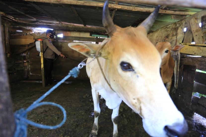 Personel Kepolisian Polres Aceh Barat menyemprotkan cairan Eco Enzyme untuk penanggulangan Penyakit Mulut dan Kuku (PMK) pada hewan ternak di Desa Suak Ribe, Johan Pahlawan, Aceh Barat, Aceh, Rabu (20/7/2022). Satgas PMK melaporkan sudah sebanyak 600.572 ekor sapi yang sudah divaksinasi.