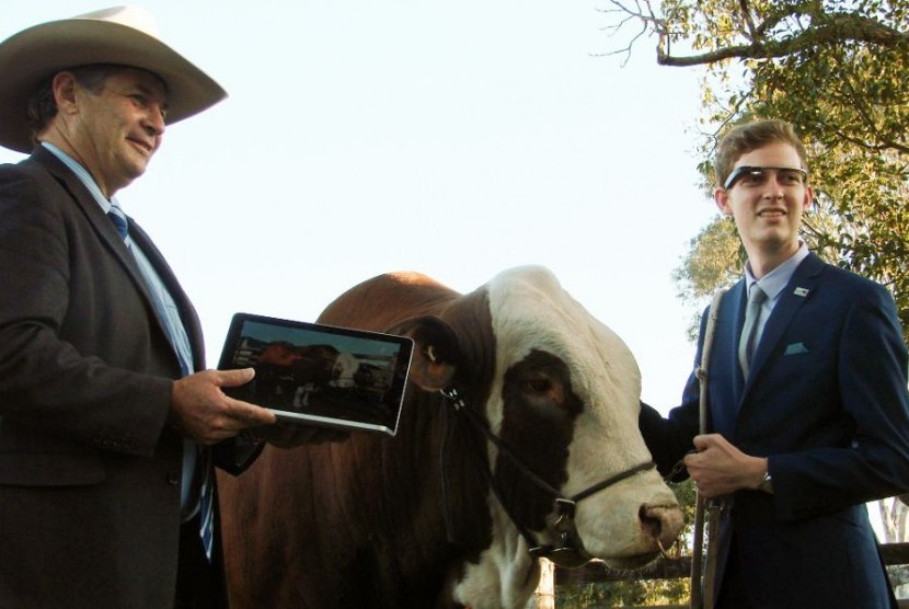Pertama di Australia, Google Glasses akan digunakan dalam penjurian ternak sapi pejantan dalam event Royal Brisbane Exhibition. 