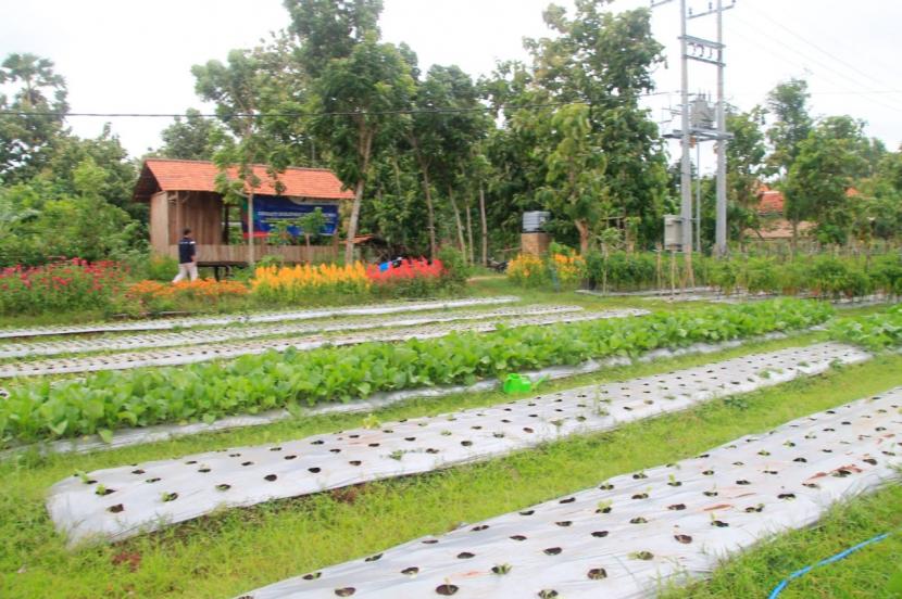 Pertamina Subholding Upstream Zona 11 Regional Jawa Timur dan Indonesia Bagian Timur Wilayah Kerja PHE WMO berupaya terus meningkatkan perekonomian kelompok binaan mereka, yaitu Kelompok Tani Sangga Buana melalui optimalisasi lahan demplot pertanian.