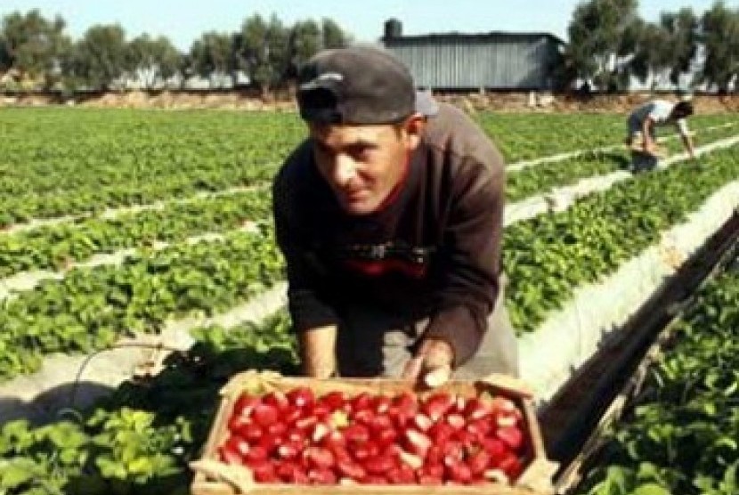 Pertanian Gaza (Ilustrasi)