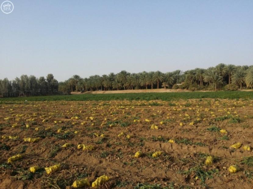 Pertanian kentang di Arab Saudi. Petani Arab Saudi Bersiap Ekspor Kentang