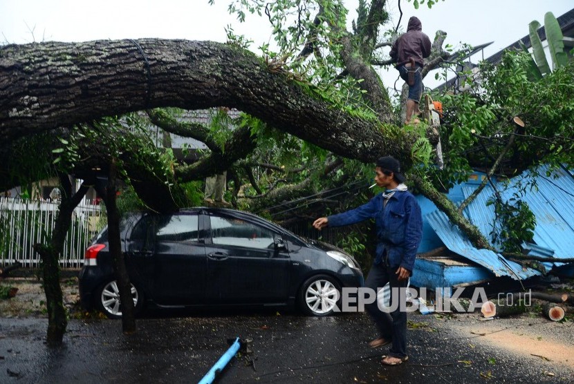 Pertugas Dinas Pertamanan berusaha memotong pohon mahoni yang tumbang (ilustrasi)