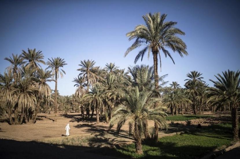 Perubahan Iklim Ancam Oasis Berusia Berabad-abad di Maroko