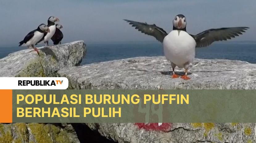 Perubahan iklim berhasil menekan populasi burung puffin, akan tetapi upaya konservasi telah memulihkan populasi liar di AS.