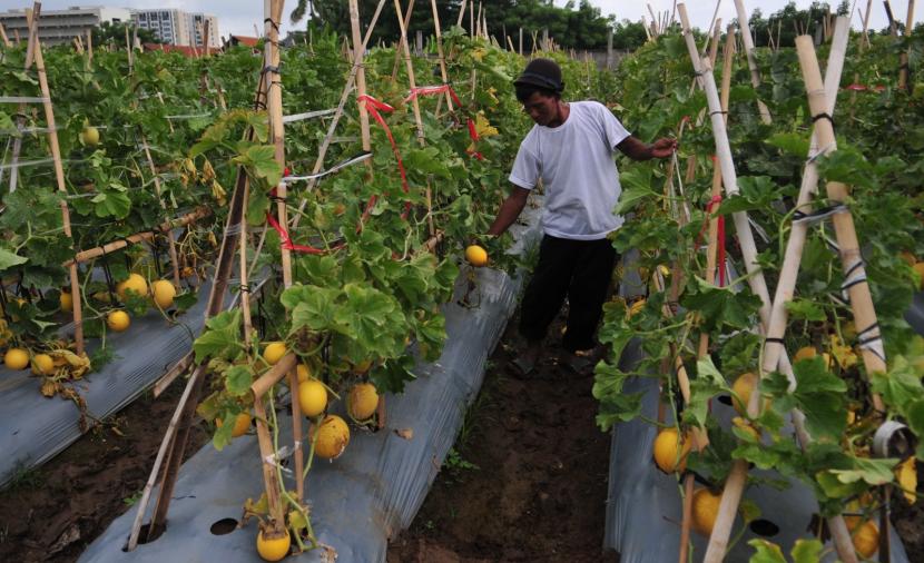 Perubahan iklim dan potensi munculnya penyakit baru pada tanaman dapat menjadi ancaman serius terhadap ketahanan pangan nasional.