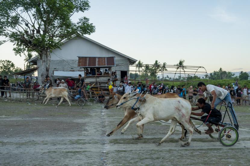 Peserta memacu sapinya melewati garis finis pada lomba karapan sapi di Desa Binangga, Sigi, Sulawesi Tengah, Selasa (31/5/2022). Karapan sapi yang digelar sebagai bagian dari tradisi dan ungkapan rasa syukur atas usainya panen itu digelar kembali di wilayah setelah penyebaran COVID-19 dinilai sudah terkendali.