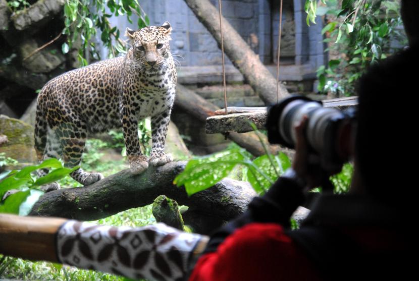 Peserta memotret seekor macan tutul (Panthera pardus) saat mengikuti lomba hunting foto satwa di Taman Safari Indonesia, Cisarua, Kabupaten Bogor, Jawa Barat, Sabtu (11/6/2022). Lomba hunting foto satwa tersebut merupakan rangkaian kegiatan International Animal Photo and Video Competition (IAPVC) yang ke-31 dengan tujuan mendekatkan fotografer kepada satwa sekaligus turut berperan dalam membantu upaya perlindungan, pemantauan, pelestarian dan konservasi satwa. 