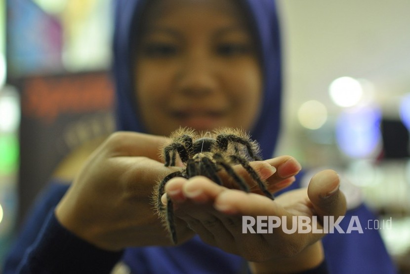 Peserta memperlihatkan lala-laba jenis tarantula saat acara Pet Fest 2017 di Festival Citylink, Jalan Peta, Kota Bandung, Ahad (9/4).