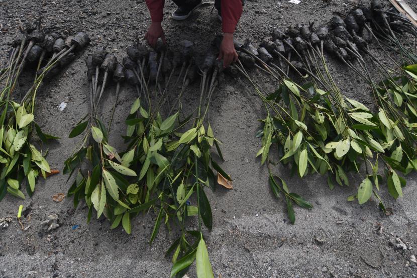 Bibit mangrove yang akan ditanam, (ilustrasi). PT Kilang Pertamina Internasional Refinery Unit VII Kasim bersama masyarakat menanam 10 ribu bibit mangrove untuk mencegah abrasi di Kampung Klayas, Distrik Seget, Kabupaten Sorong, Provinsi Papua Barat.