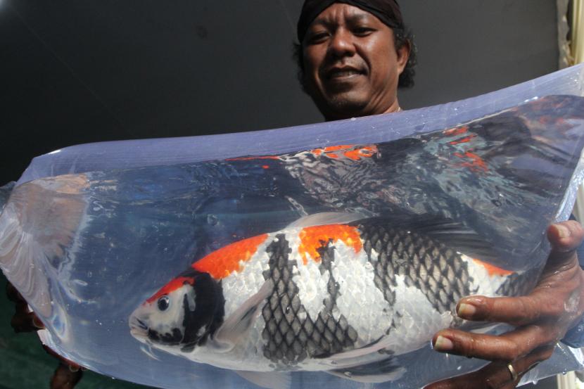 Peserta menunjukkan ikan koi (Cyprinus rubrofuscus) peliharaannya yang akan dilombakan dalam Kontes Ikan Koi Nasional di Dome Universitas Muhammadiyah Malang, Jawa Timur, Sabtu (27/8/2022). Kontes ikan koi memperebutkan Piala Menteri Koordinator Bidang Pembangunan Manusia dan Kebudayaan (Menko PMK) tersebut diadakan selama dua hari dan diikuti ratusan peternak serta penggemar ikan koi dari berbagai daerah. 