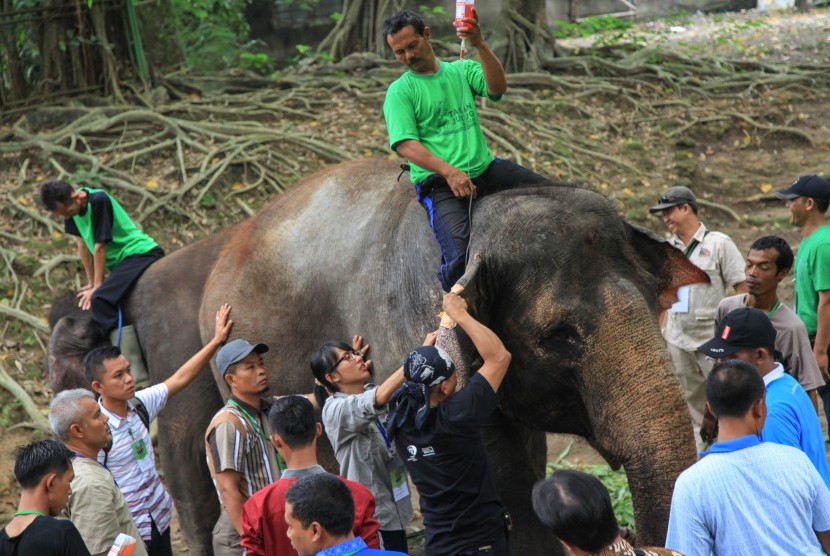 Peserta yang terdiri dari dokter hewan dan pawang gajah Perhimpunan Kebun Binatang se-Indonesia (PKBSI) mengikuti pelatihan manajemen gajah di Taman Satwa Taru Jurug, Solo, Jawa Tengah..
